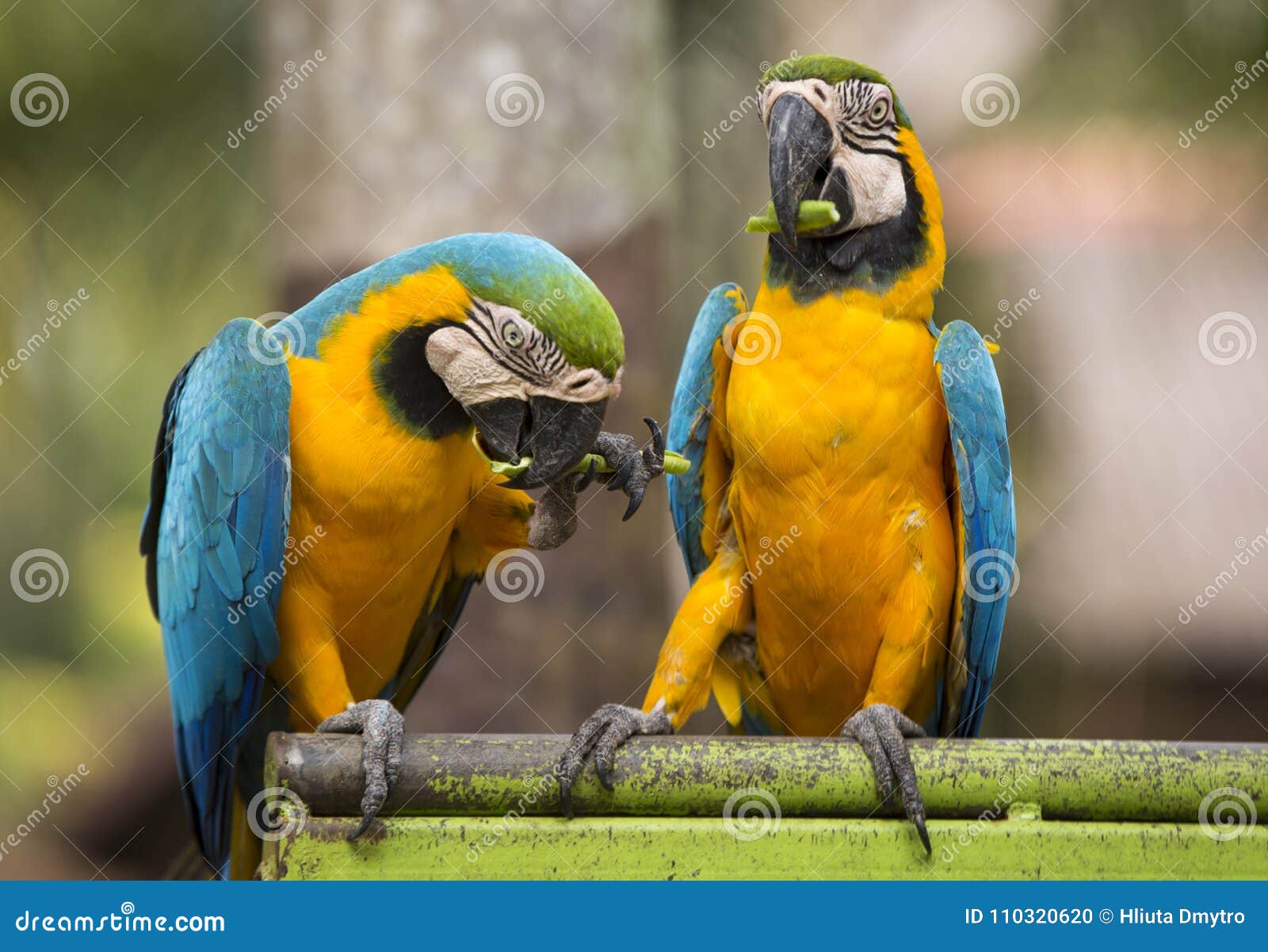 Two Parrots of Macaw Sit and Eat on the Perch Stock Photo Image of