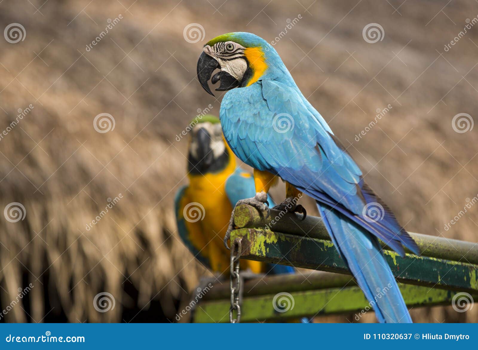 Two Parrots of Macaw Sit and Eat on the Perch Stock Image Image of