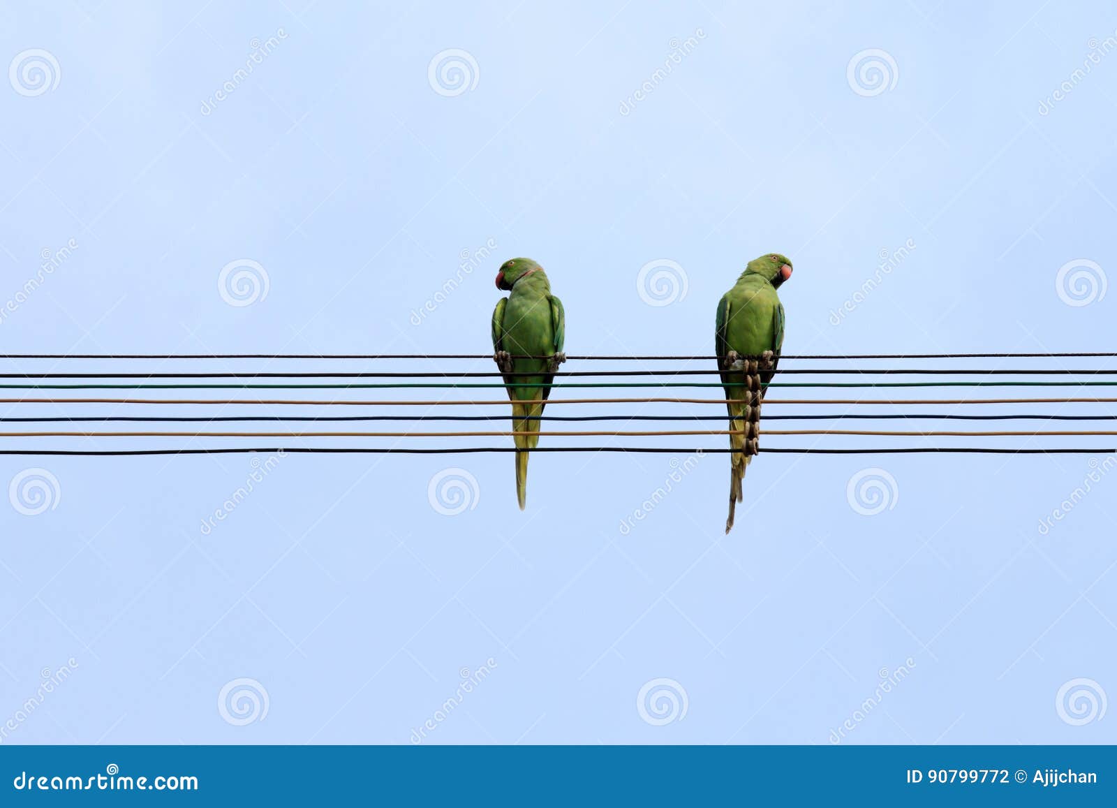 Two Parrots Sit on Electrical Wires Stock Photo Image of message
