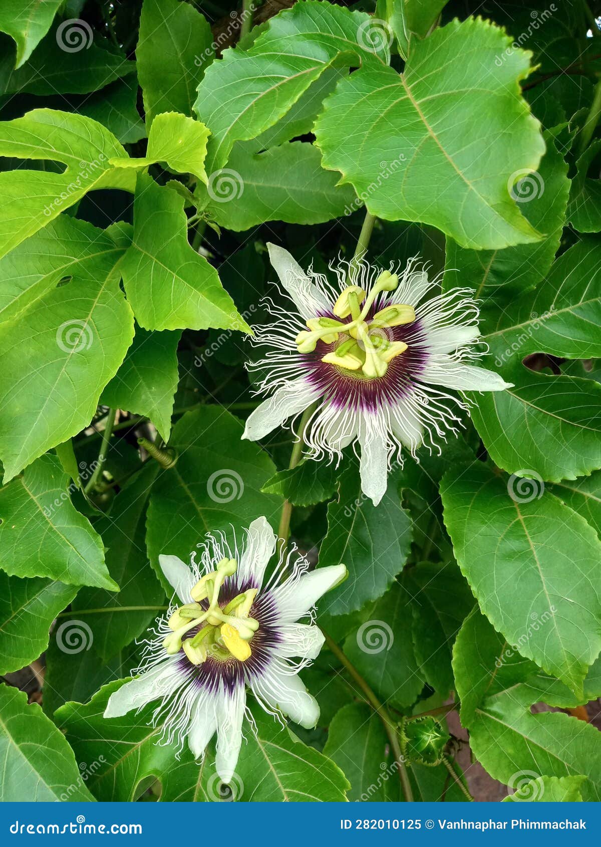 Two Passion Flowers on the Climber Stock Image Image of yellow
