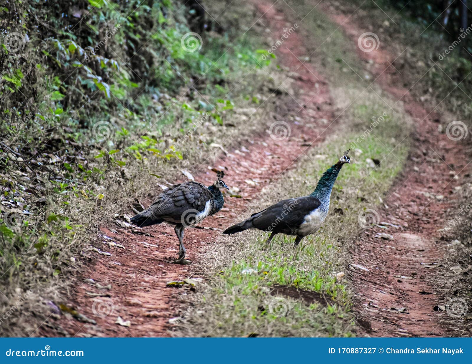 Similipal Stock Photos - Free & Royalty-Free Stock Photos from Dreamstime Similipal Stock Photos - Free & Royalty-Free Stock Photos from Dreamstime