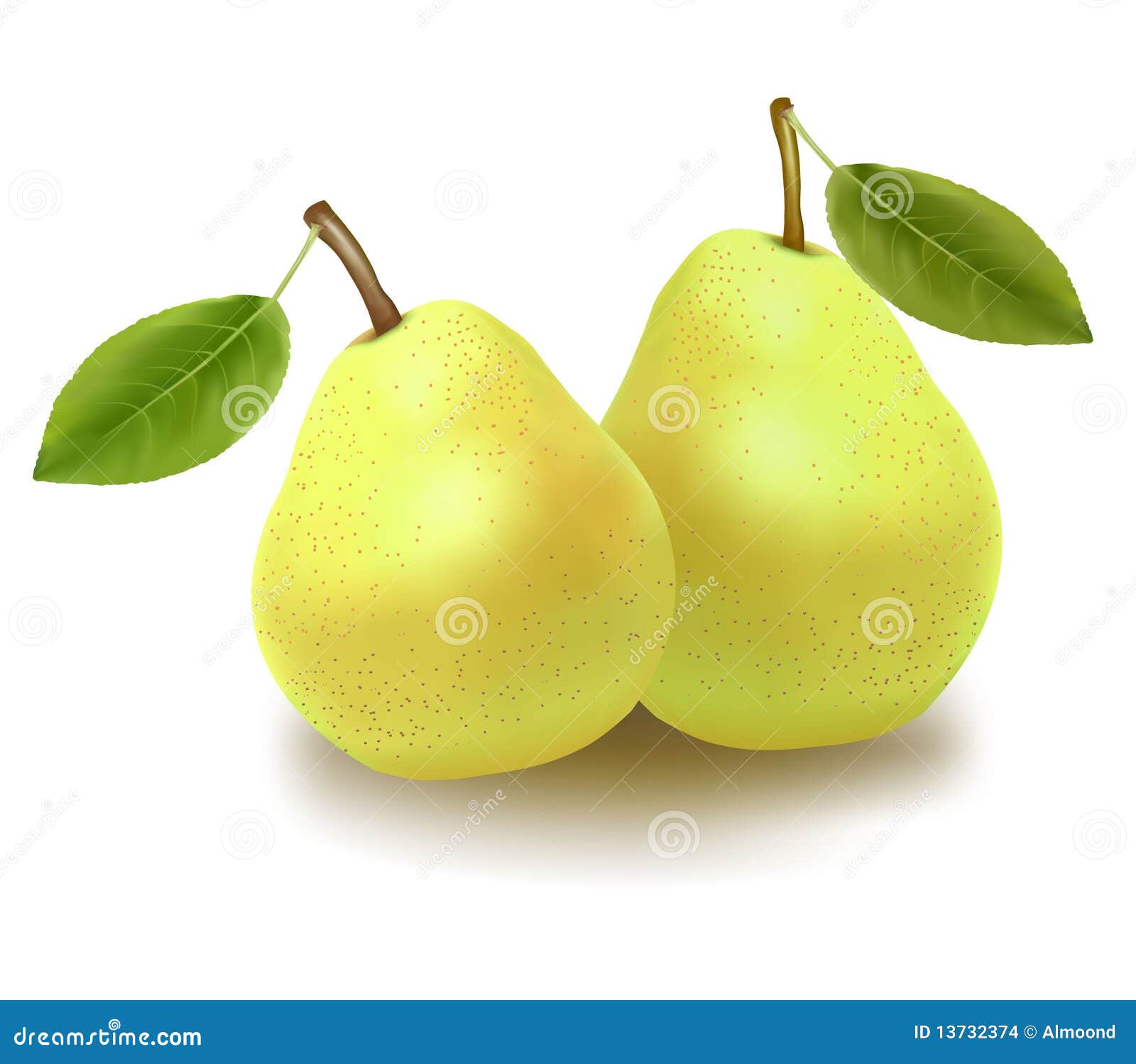 Two pears and leaves. stock vector. Illustration of plant 13732374