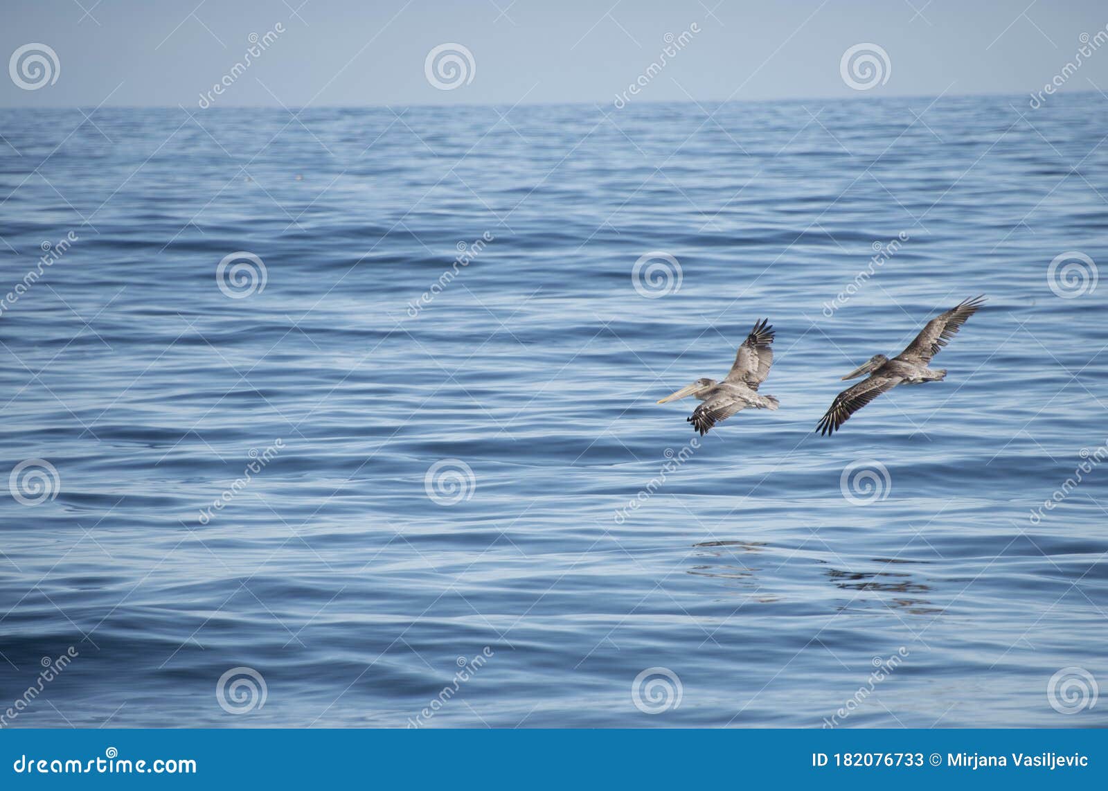 Two Pelican Birds Flying in the Sky Above the Ocean Stock Image - Image