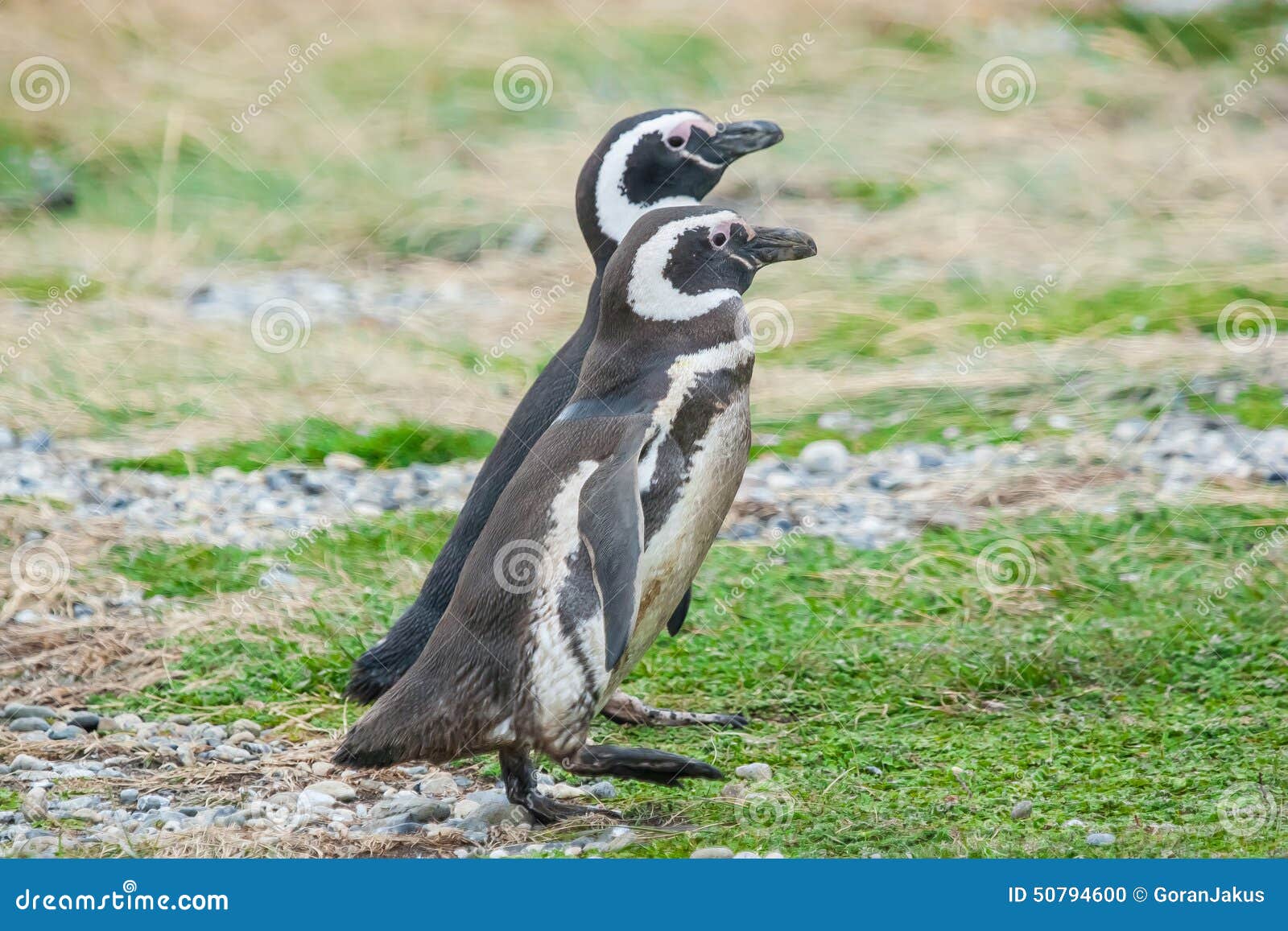 Two penguins in Chile stock photo. Image of green, grass - 50794600