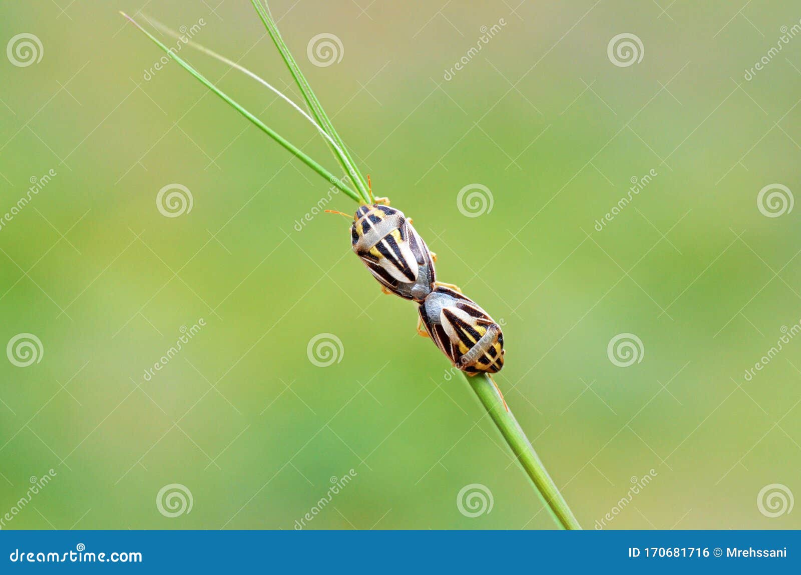 two pentatomidae shield bug or stink bug mating , hemiptera insect
