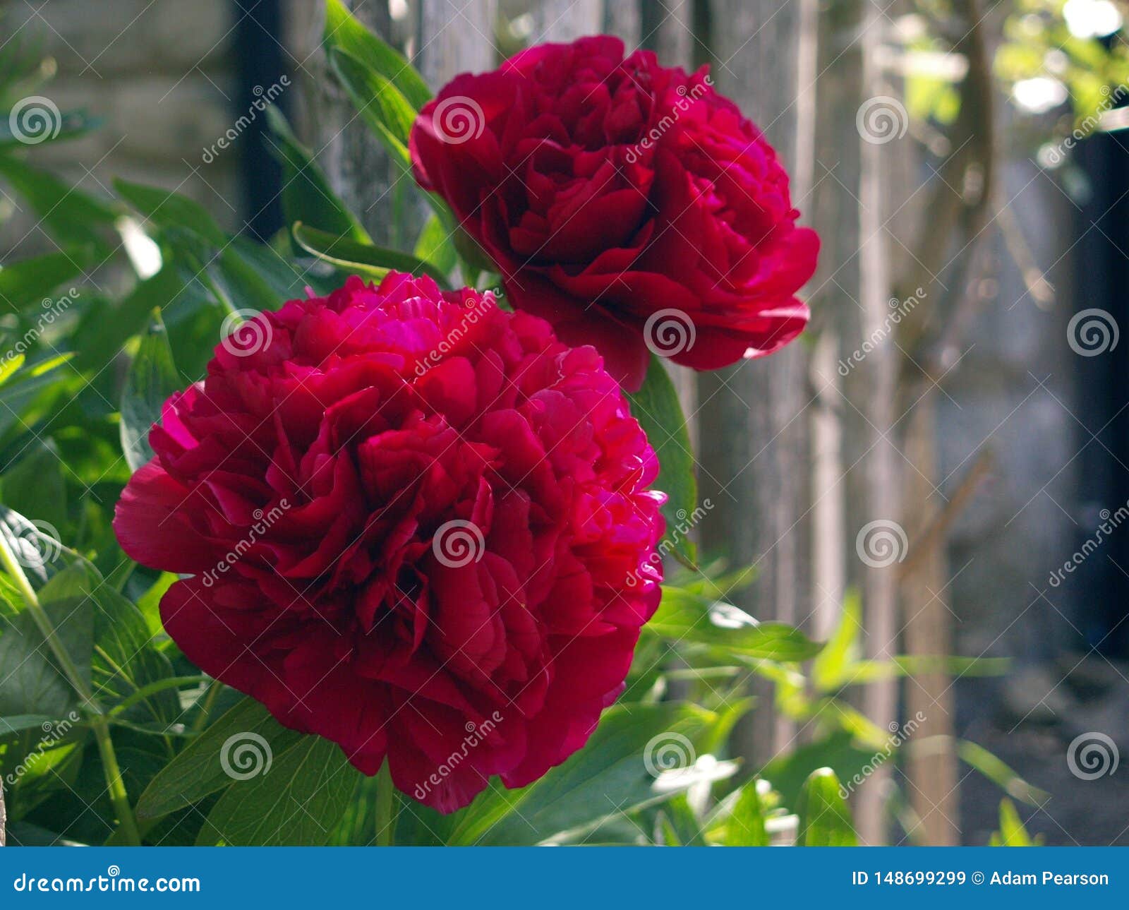 Deep Red Peony Flowers Stock Image Image Of Cottage