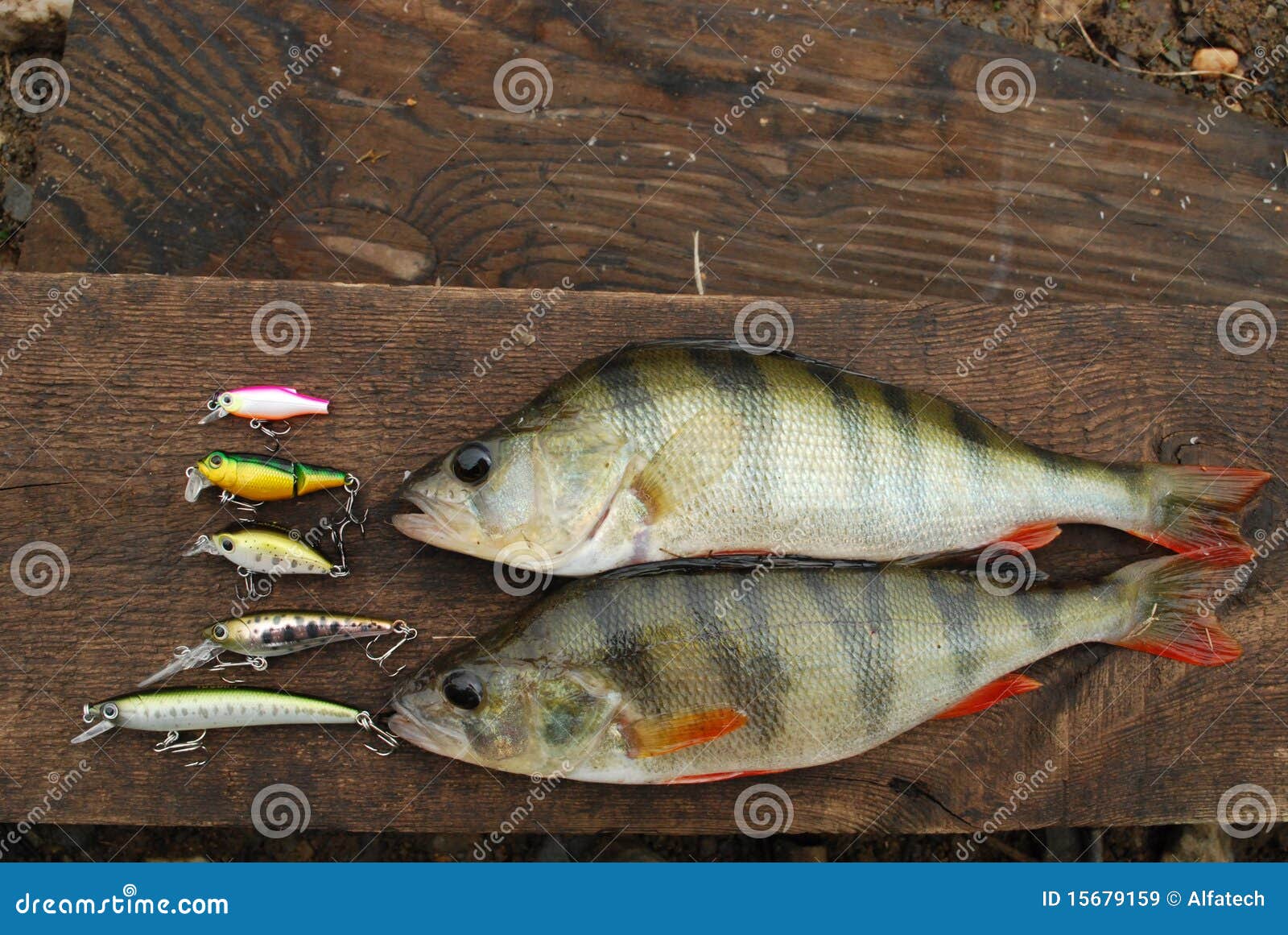 Two Perch Caught on Wobbler and Fishing Lures Stock Image - Image