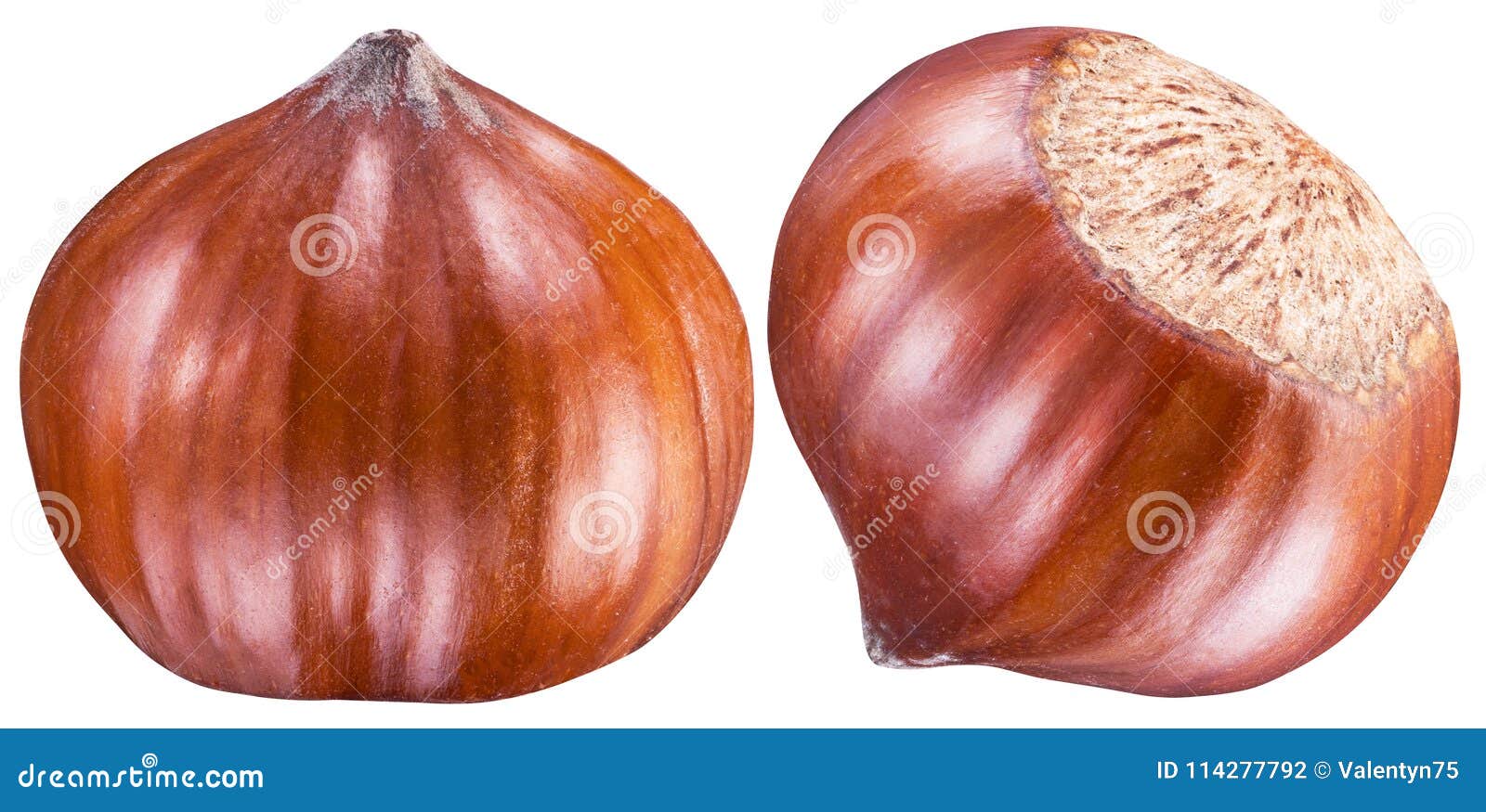 two perfect ripe hazelnuts or filberts. clipping path.