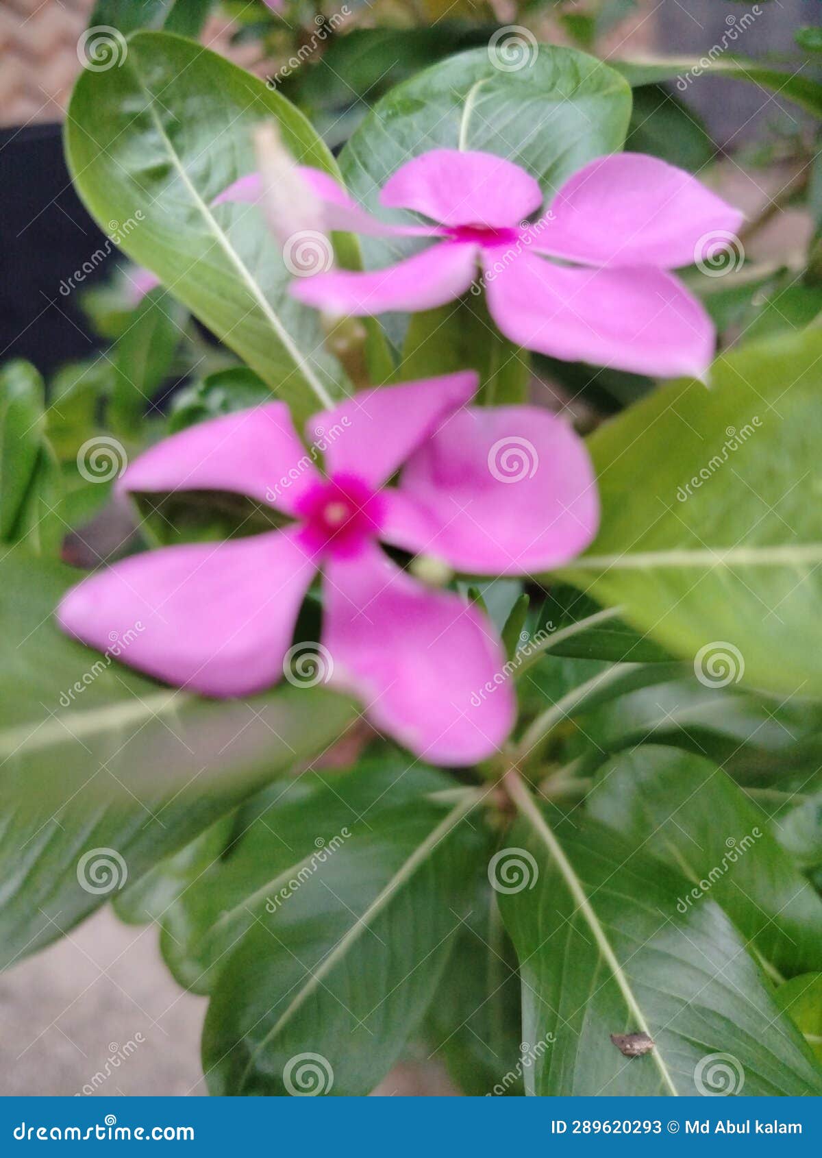 Two Periwinkles Bloom on a Branch Stock Image Image of branch