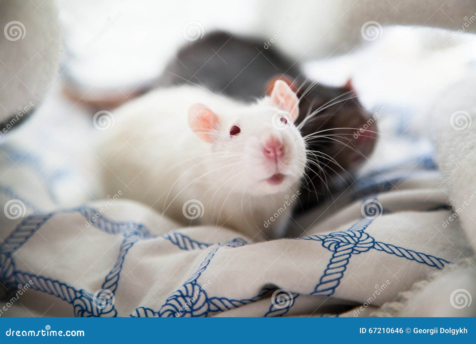 two pet rats