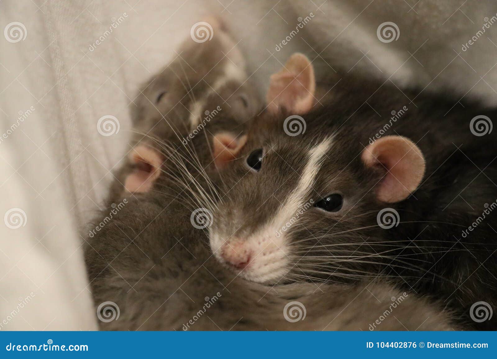 two pet rats sleeping together