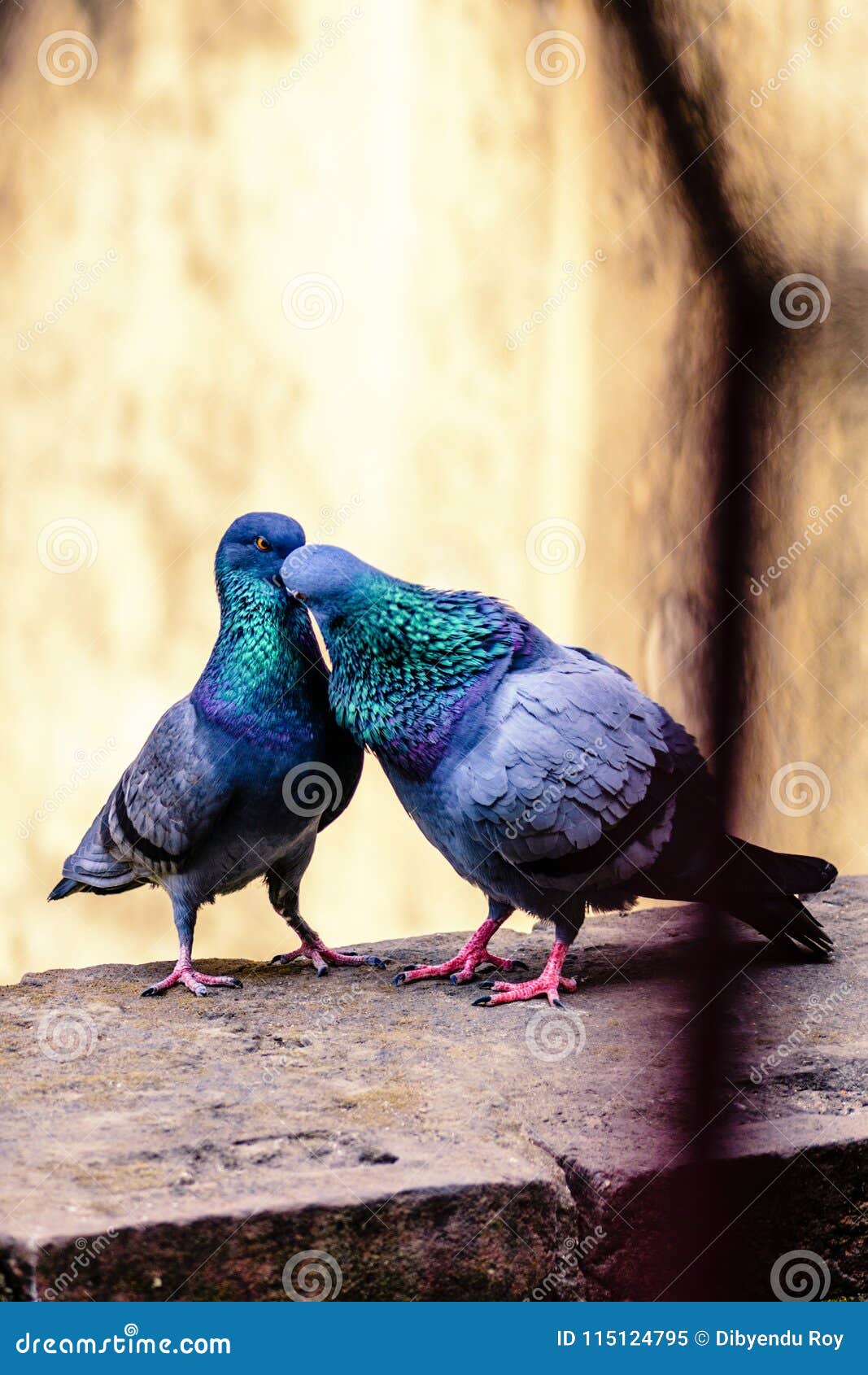 Pigeons Kissing On A Ledge Stock Image Image Of Bird