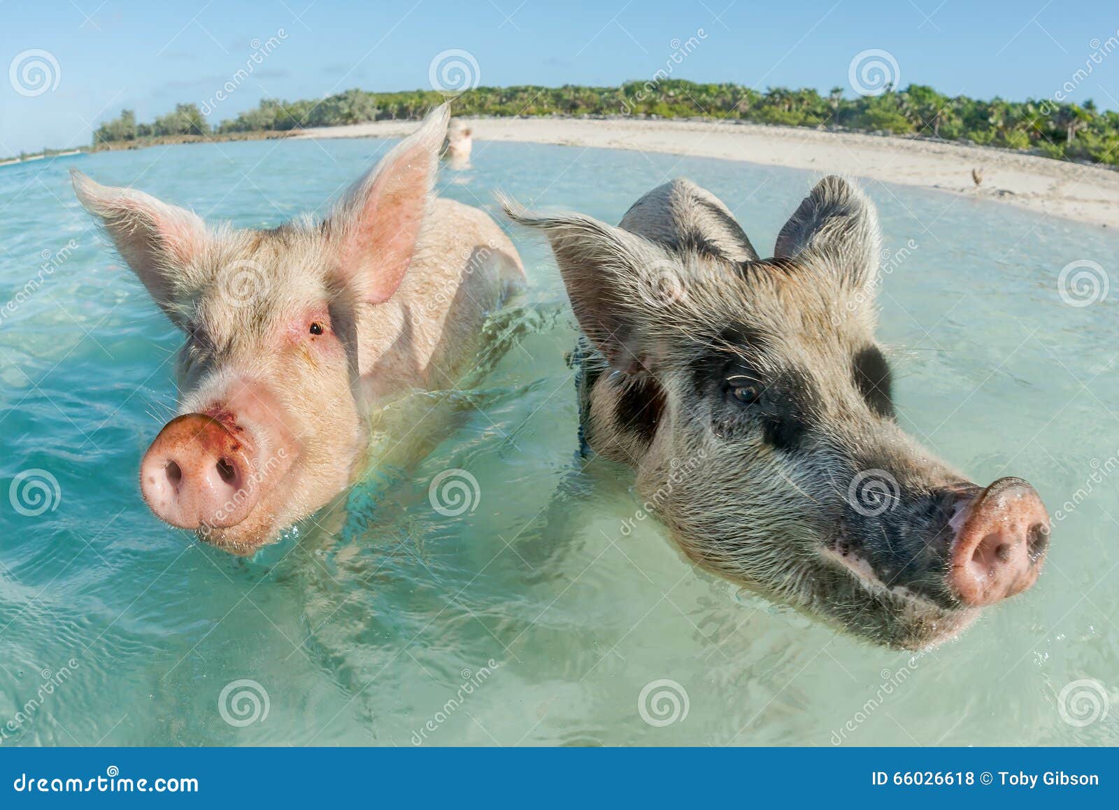 two pigs swimming in the bahamas