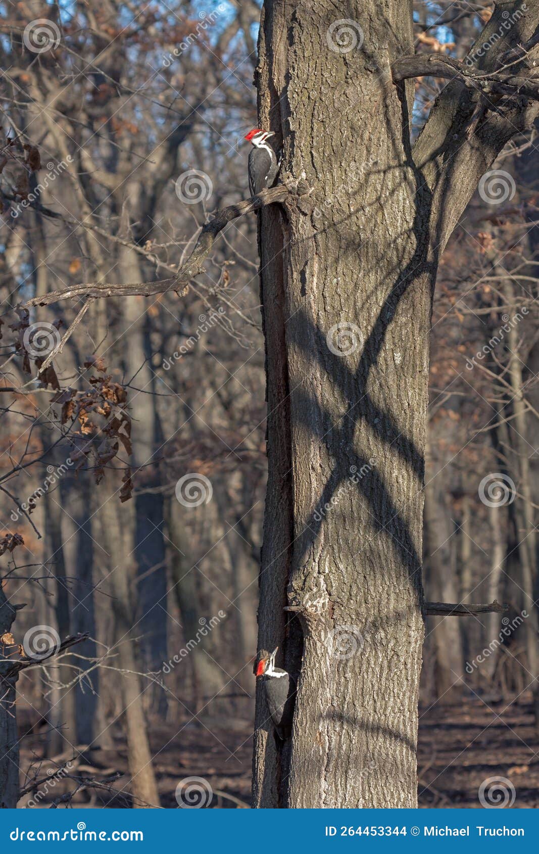 two pileated woodpeckers peck in a tree