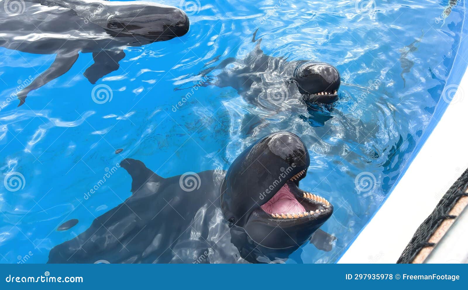 Two Pilot Whales are Visible Above Water in an Aquarium, One with Its ...