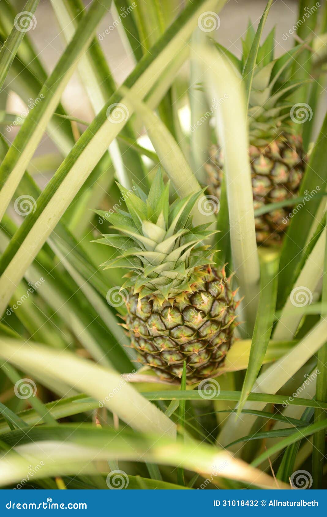 Two Pineapple Plants Growing in Tropical Destination Stock Photo