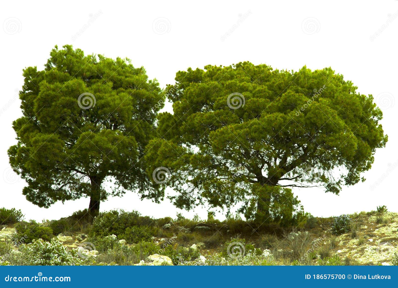 Two Pines Tree on White Background, Isolated Stock Photo Image of