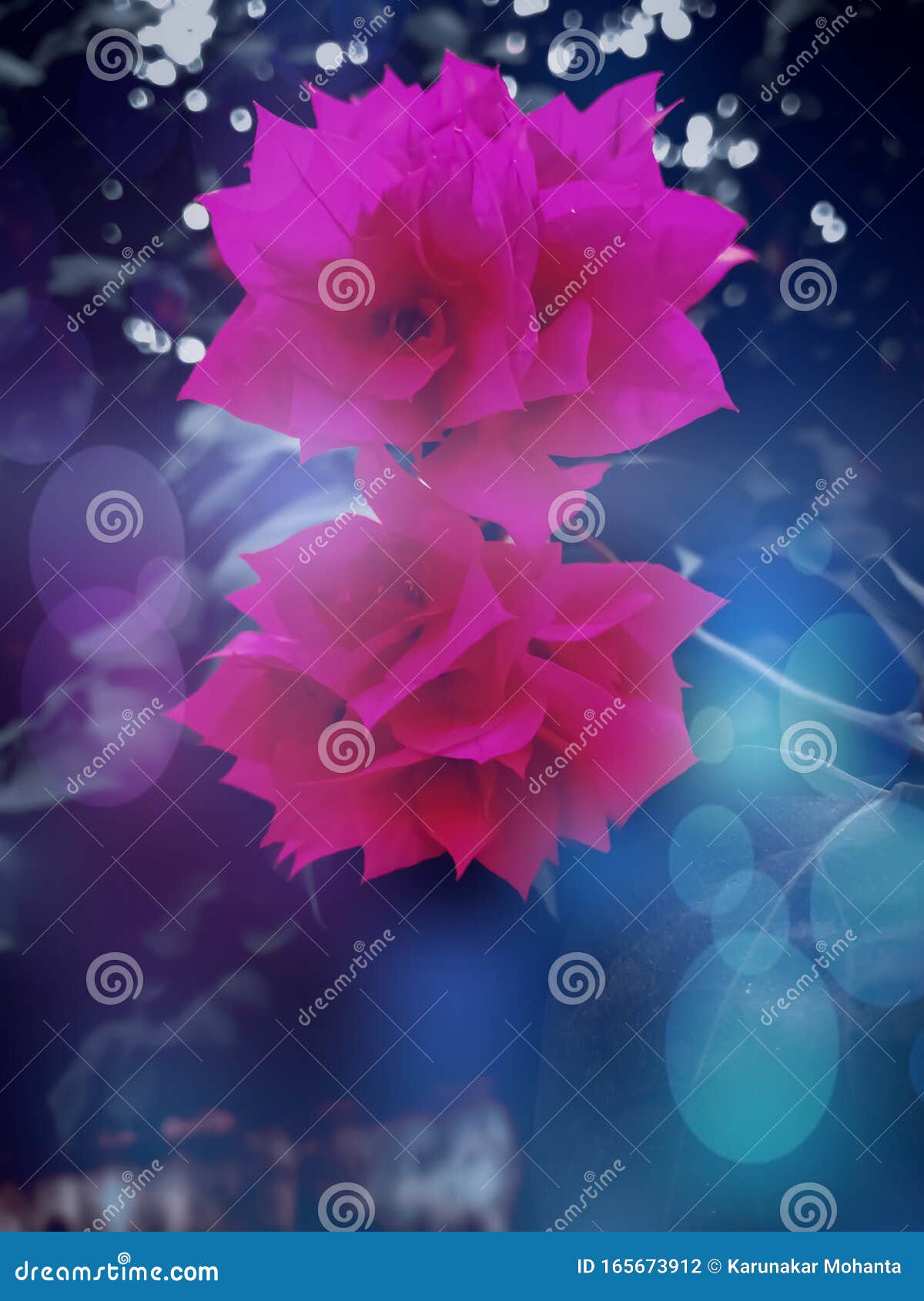Two Pink Beautiful Flowers for Wallpaper and Background Stock Photo - Image  of beautiful, light: 165673912