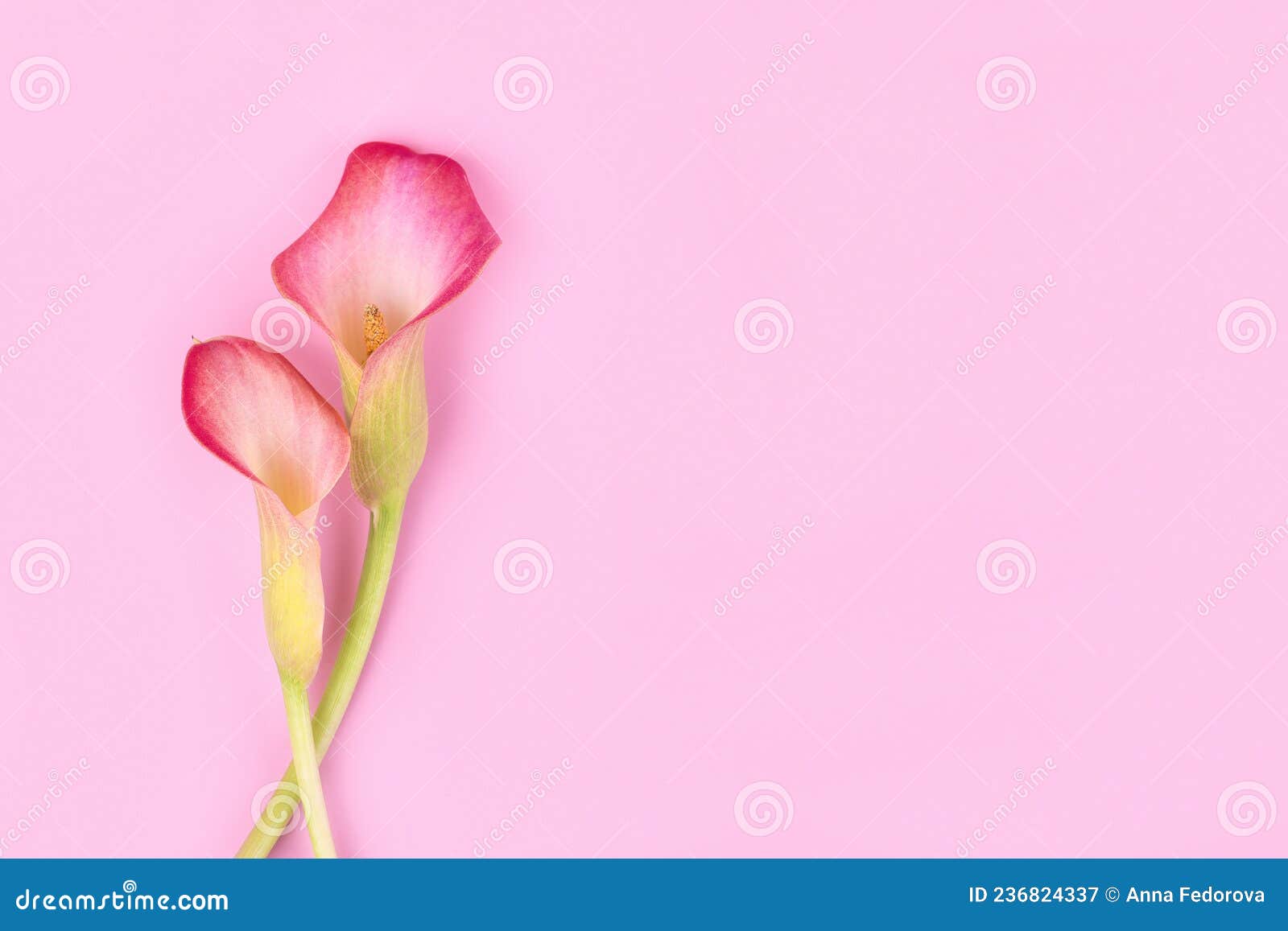 Two Pink Calla Lilies on Pink Background for Valentines Day Card or ...