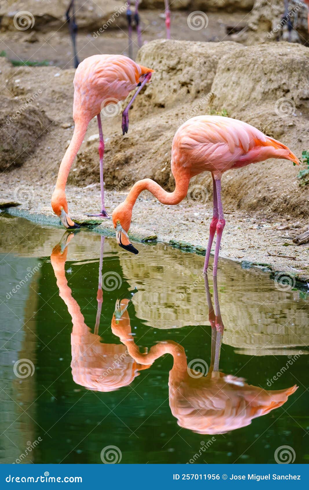 Two Pink Flamingo Birds By The Lake Feeding And Reflecting In The Water