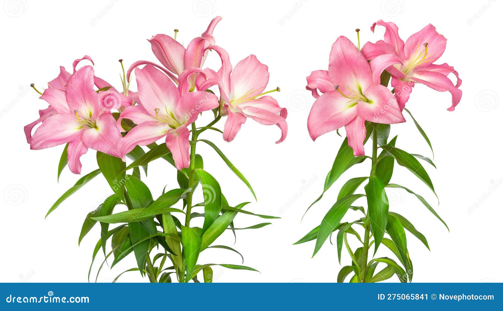 Two Pink Lilies. Lilies Flowers Stock Image Image of color, flower
