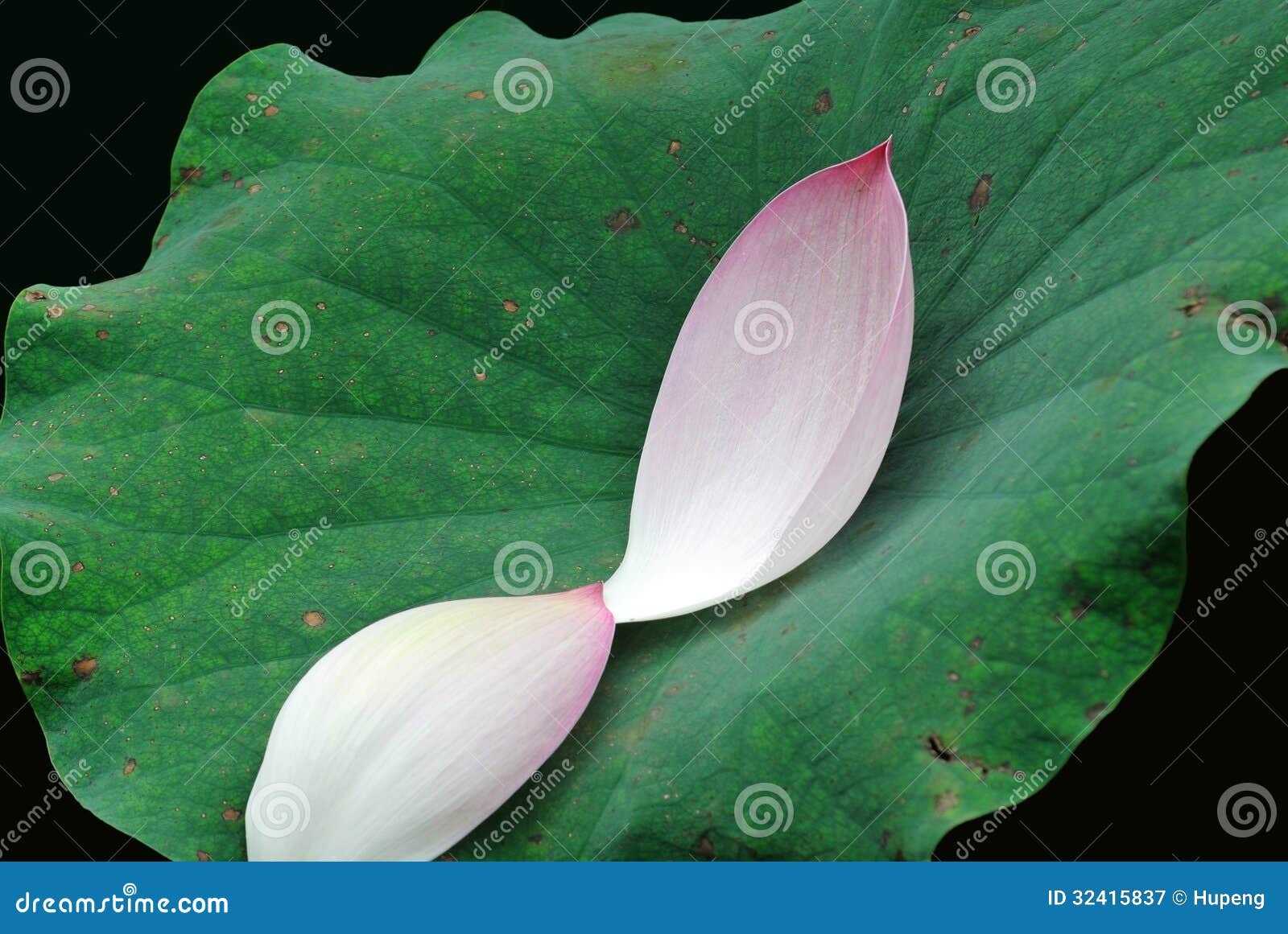 Two pink lotus petals stock image. Image of exotic, couple 32415837