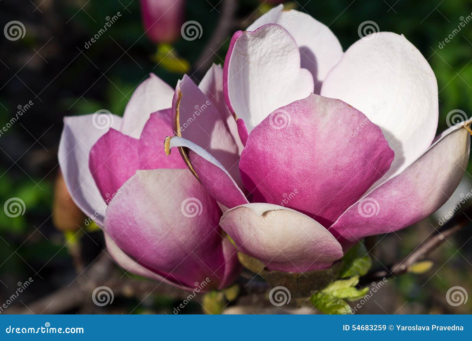 Two pink magnolia flower stock image. Image of spring - 54683259