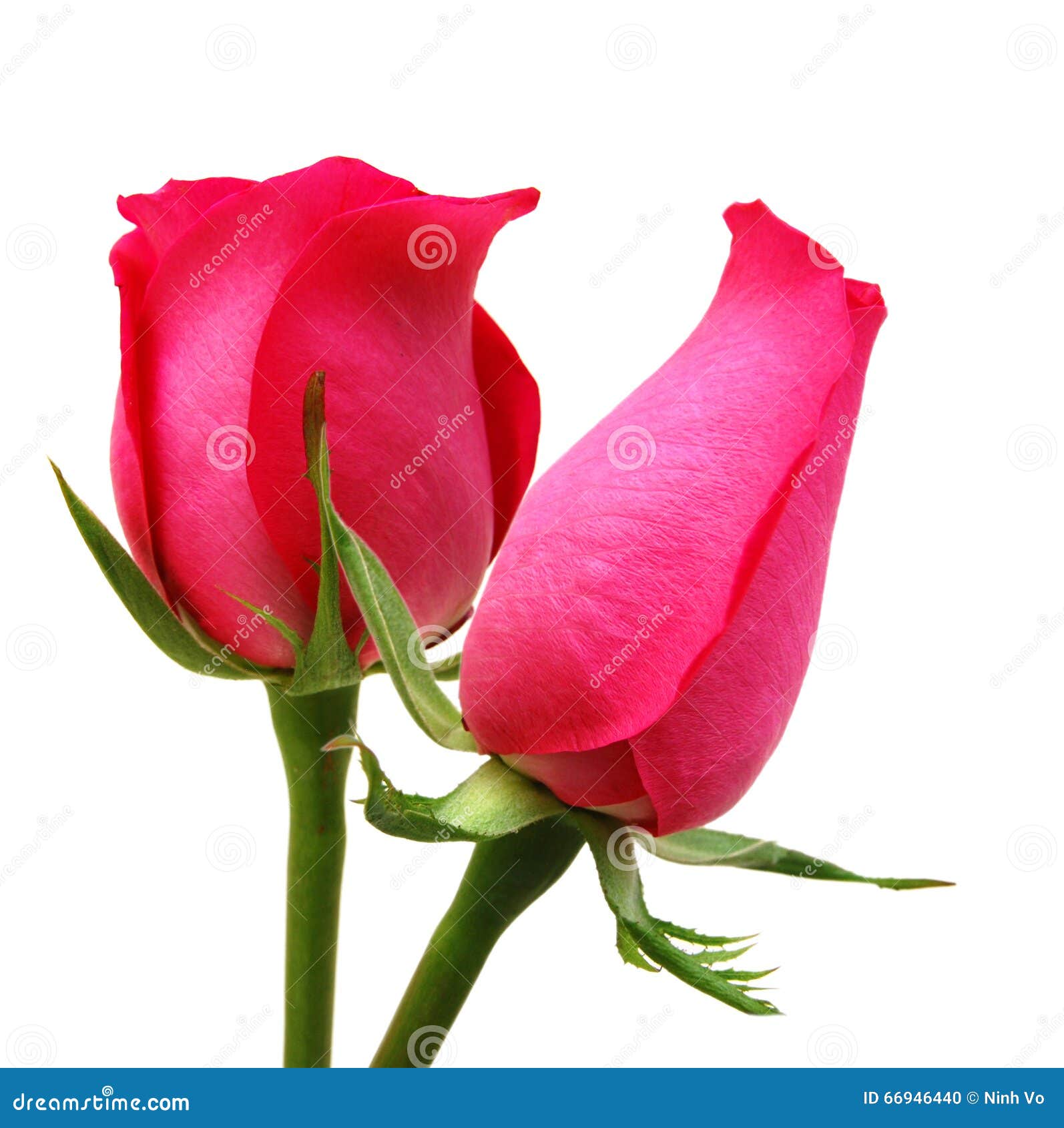 Two Pink rose stock photo. Image of white, natural, vegetative - 66946440