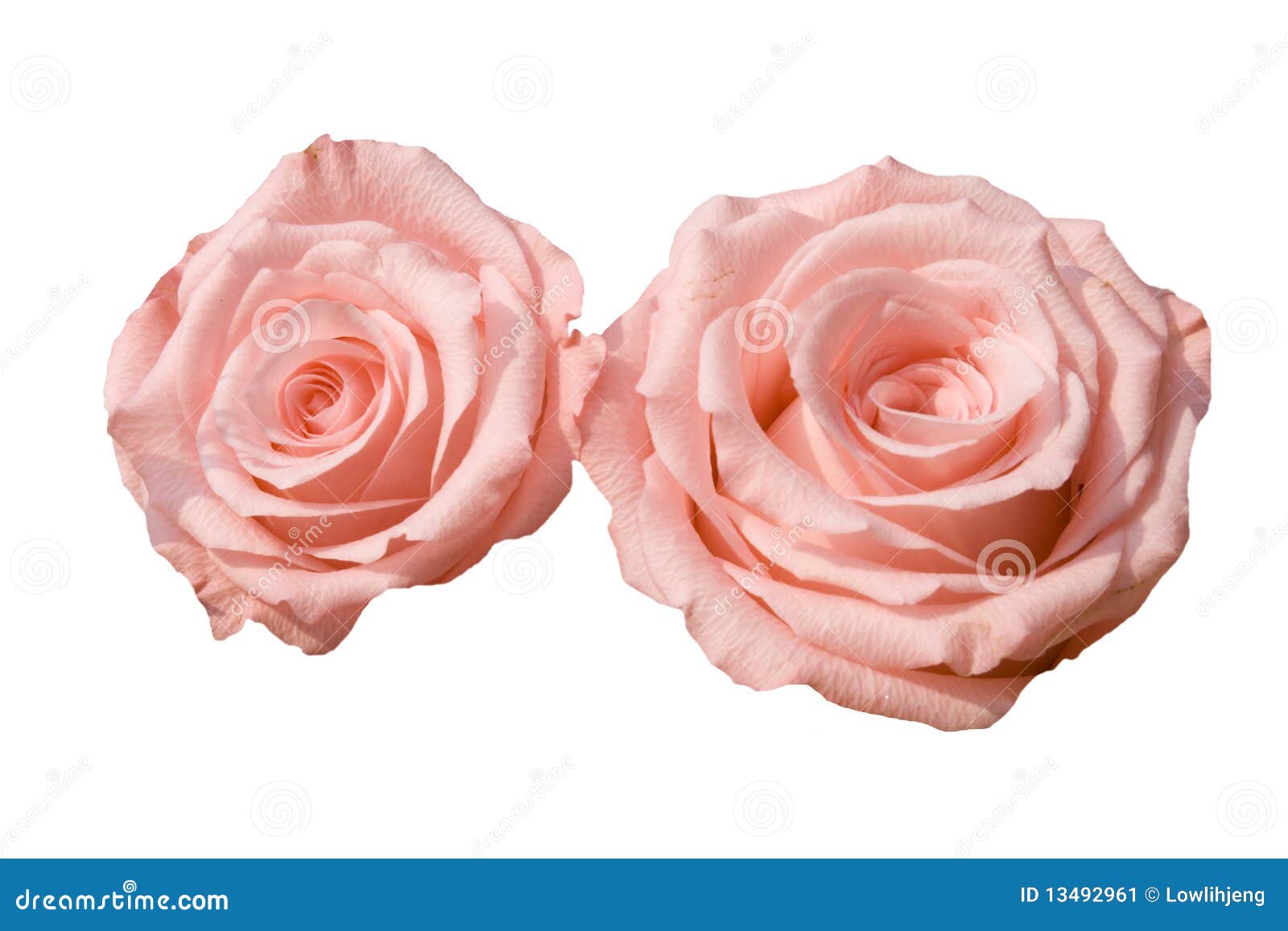 two pink roses