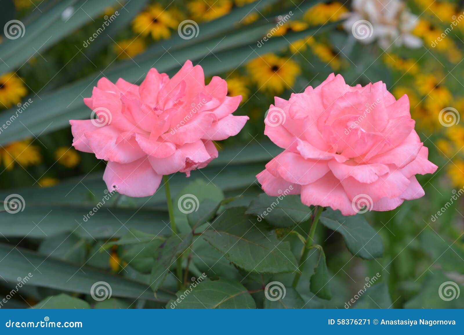Two pink roses stock image. Image of spikes, background - 58376271