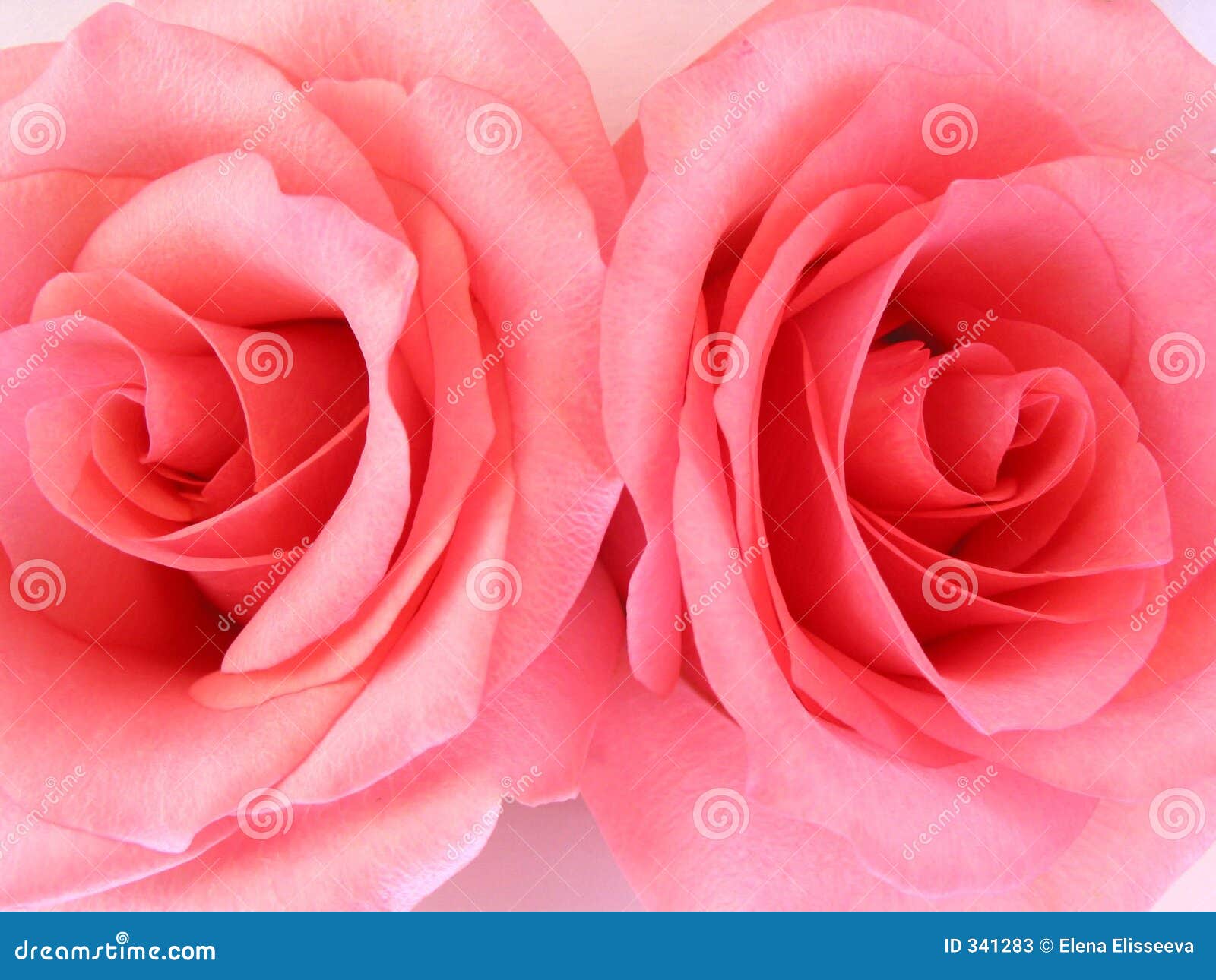 Two Pink Roses Macro Stock Image Image Of Macro Flower 341283