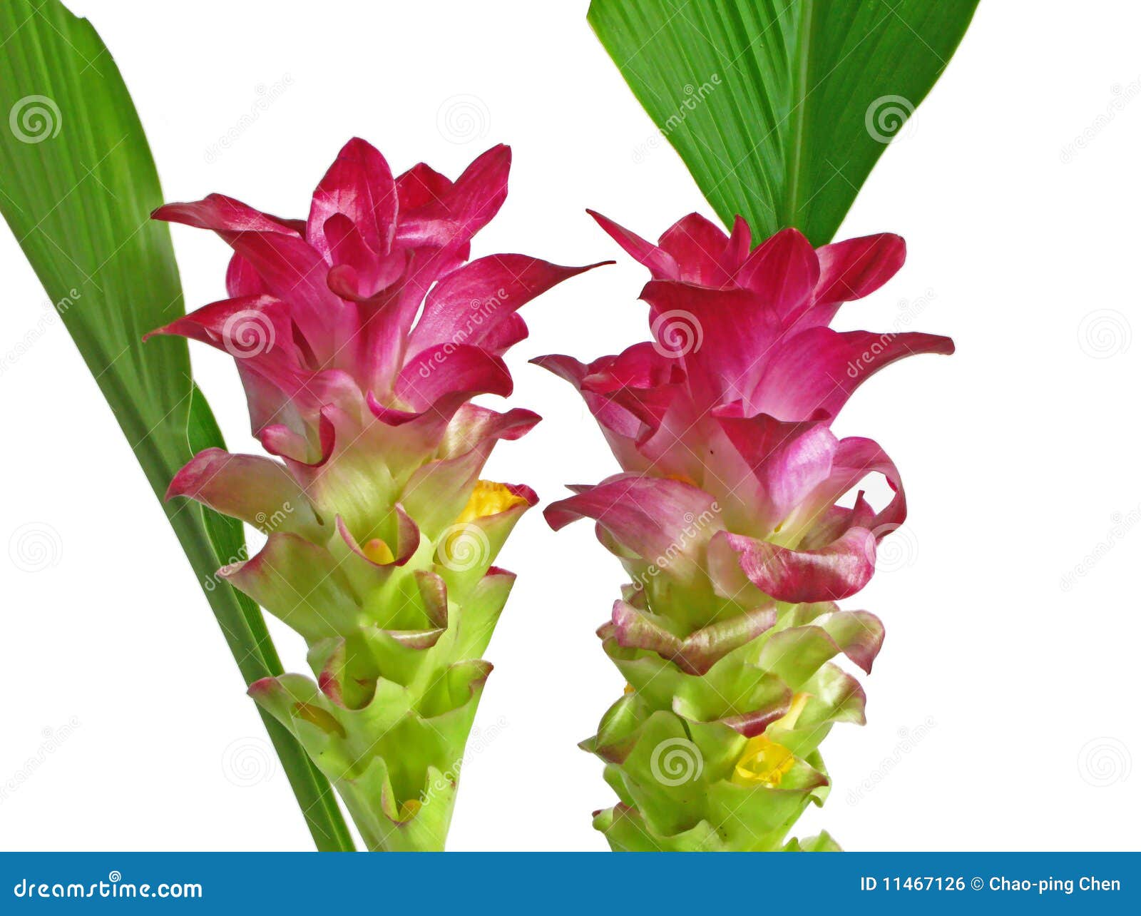 Two pink Turmeric flowers stock photo. Image of magenta 11467126