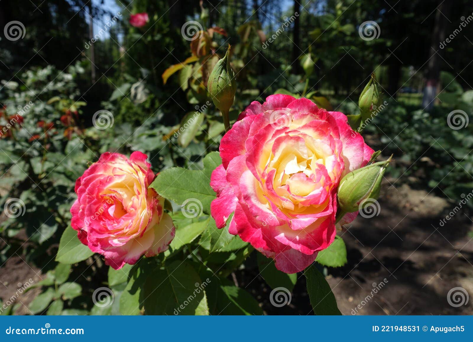 Two Pink and White Flowers of Rose Stock Image Image of garden, park