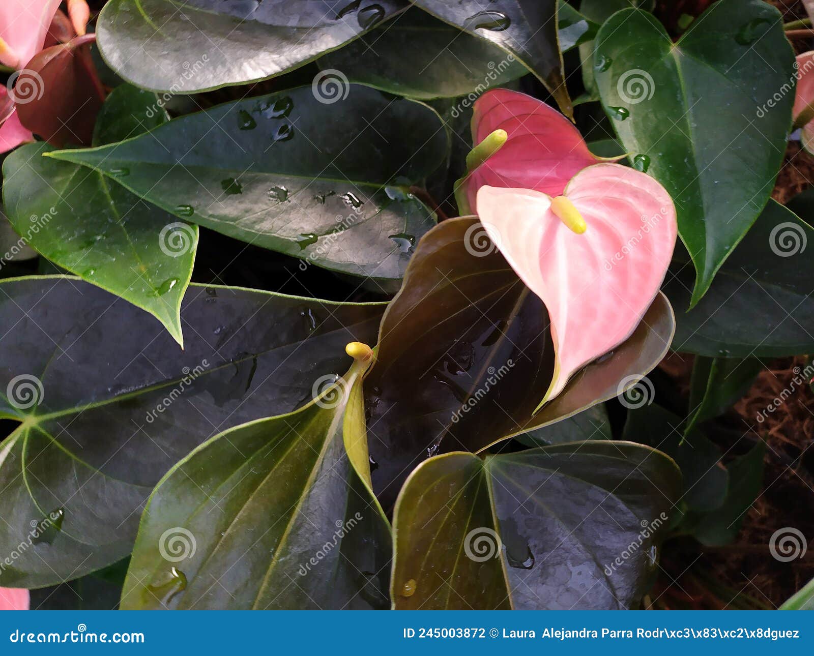 two pink anthurium flowers in the middle of leaves. dos flores anturianas rosadas en el medio de hojas