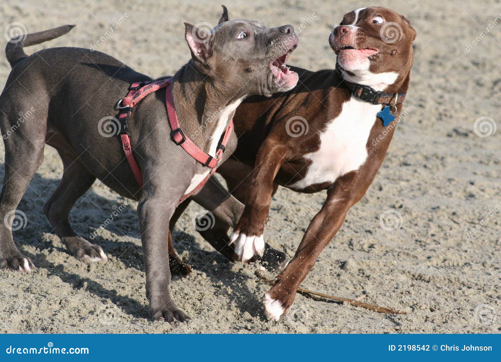 pitbull puppies playing