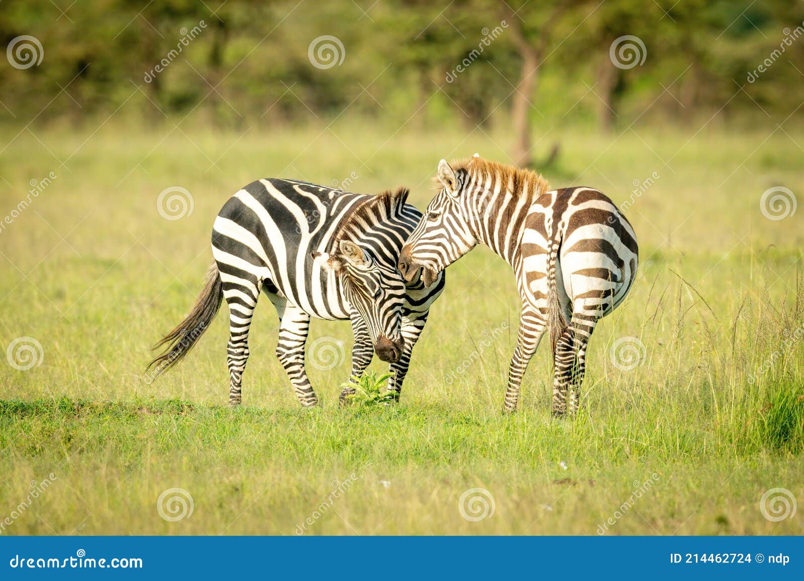 Two Plains Zebra Play Fighting in Grass Stock Photo Image of safari, mara 214462724