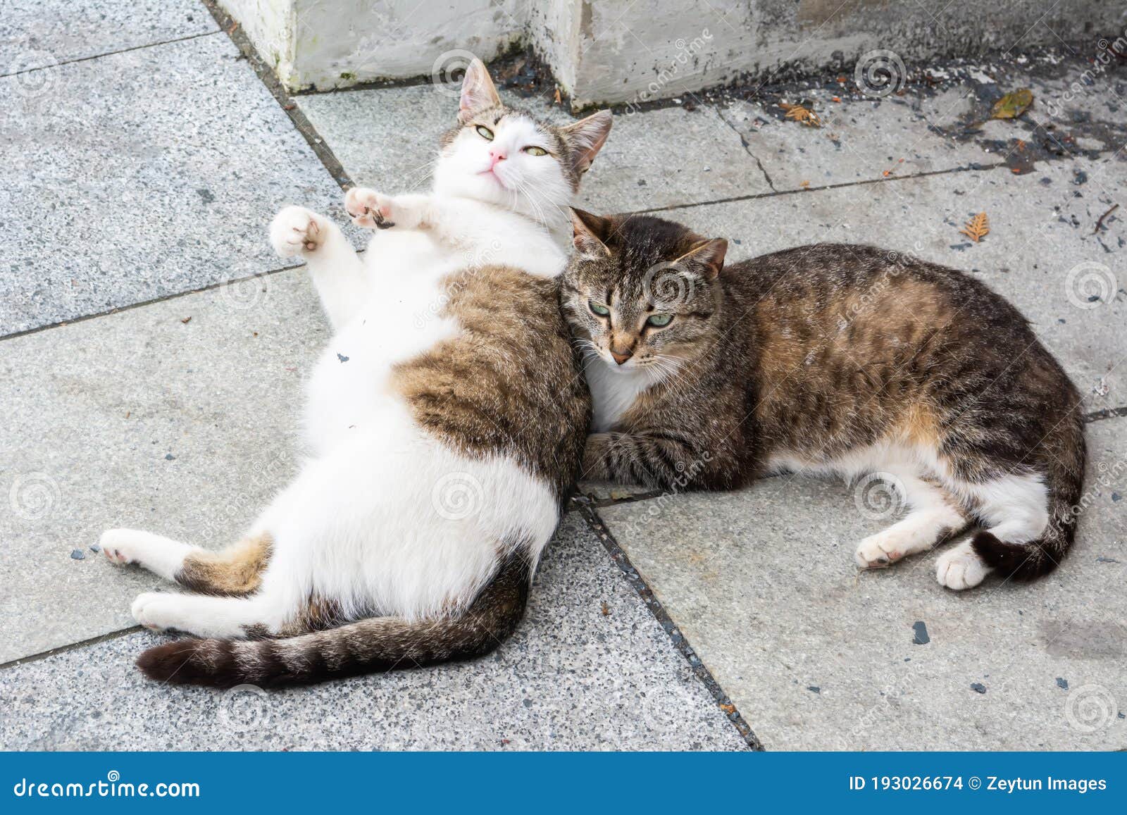 two playful stray cats in moscow