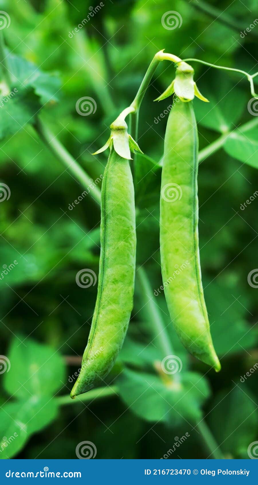 Two Pods of Growing Green Peas. Stock Photo Image of nutrition