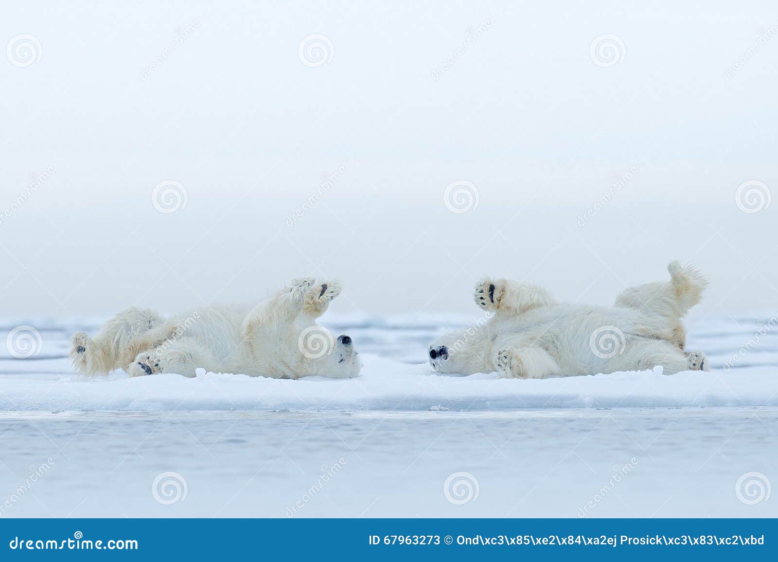 two polar bear lying relax on drift ice with snow, white animals in the nature habitat, canada