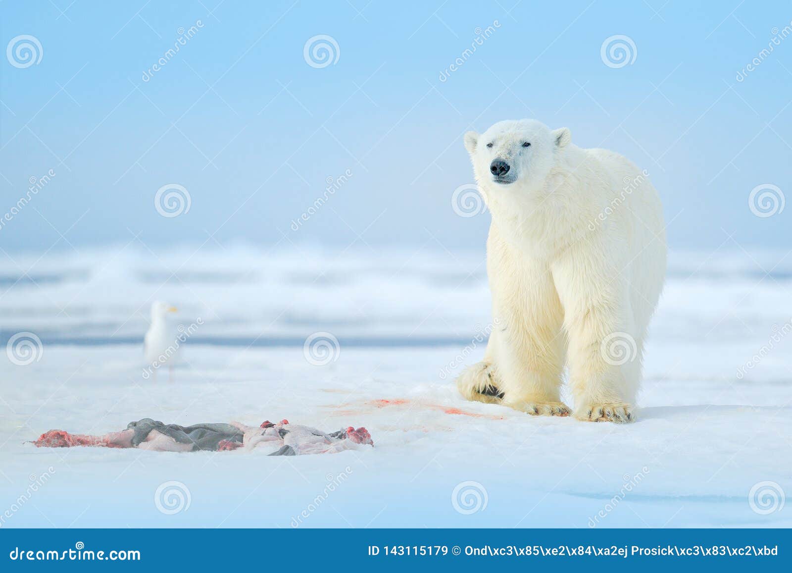Two Polar Bears with Killed Seal. White Bear Feeding on Drift Ice with  Snow, Svalbard, Norway. Bloody Nature with Big Animals Stock Image - Image  of danger, arctic: 143115179