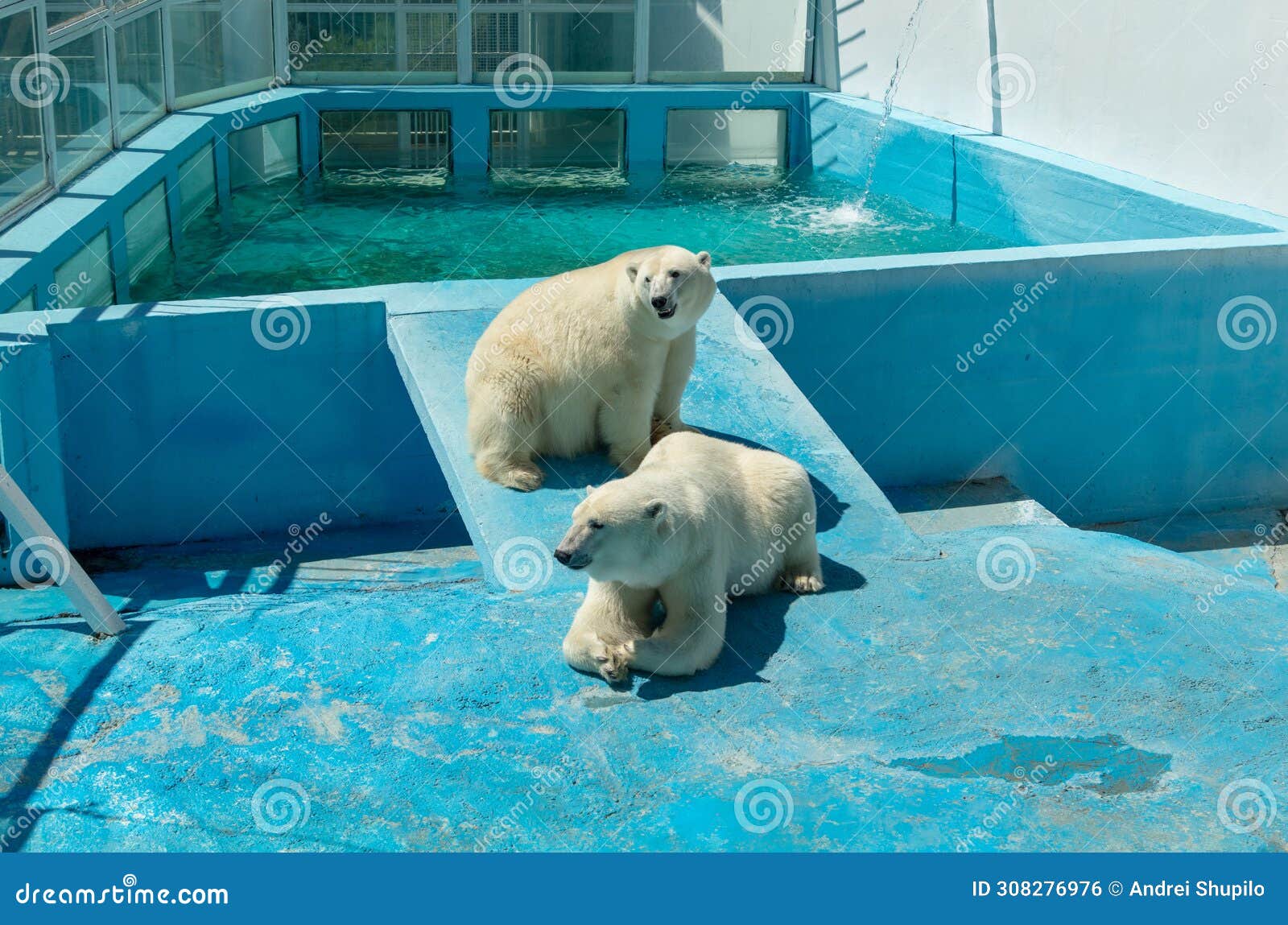 Two Polar bears in the zoo stock photo. Image of animal 308276976
