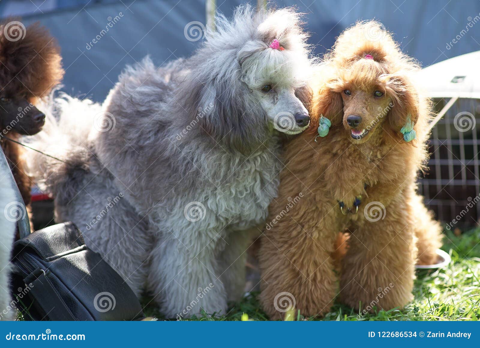 are full blooded poodles two toned in color