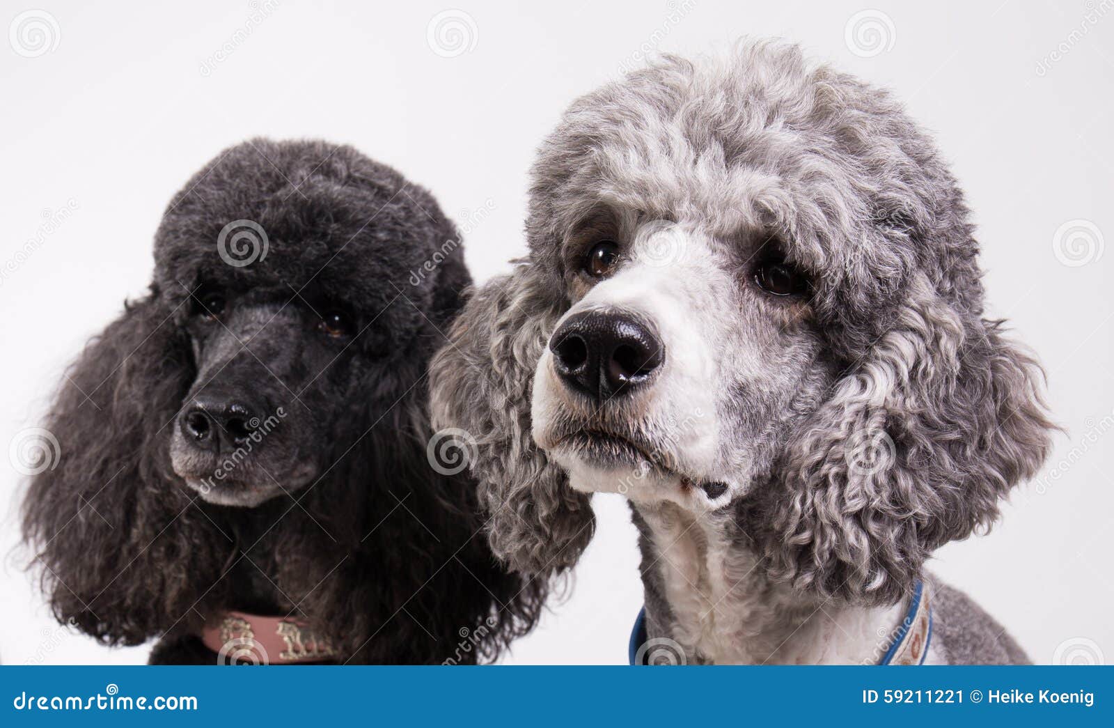 Two poodles stock image. Image of cheerful, grey, collar 59211221