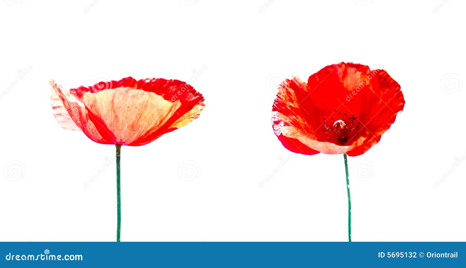 Two Poppies Isolated on White Background Stock Photo - Image of mood