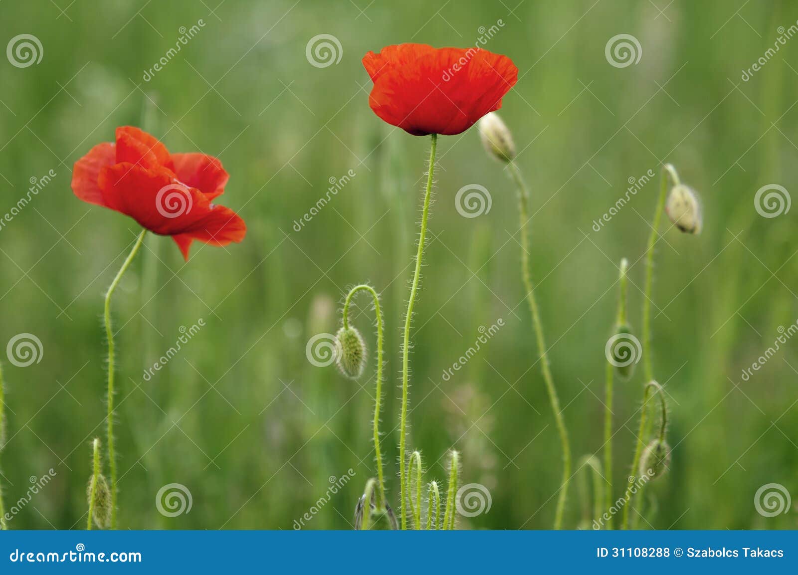 Two poppies stock photo. Image of color, angle, outdoor - 31108288