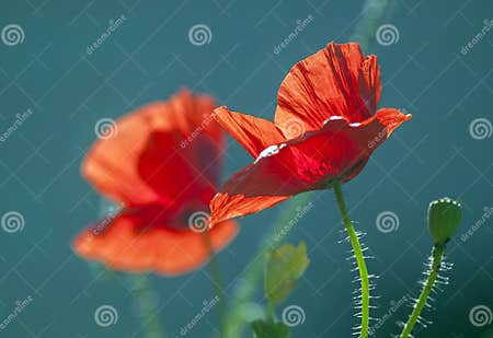 Two poppy stock photo. Image of leaves, petals, growing - 46963394
