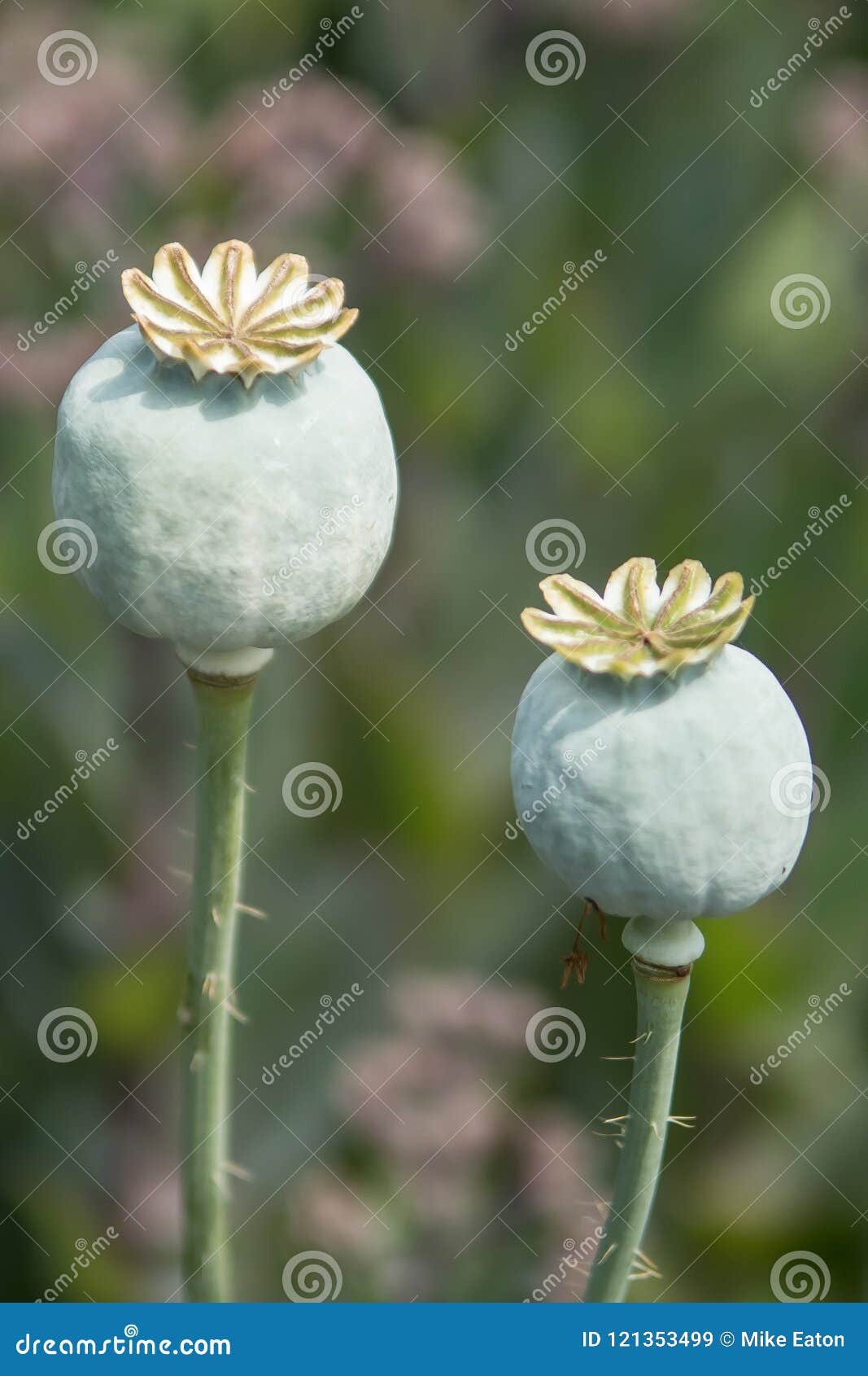 two poppy seed heads