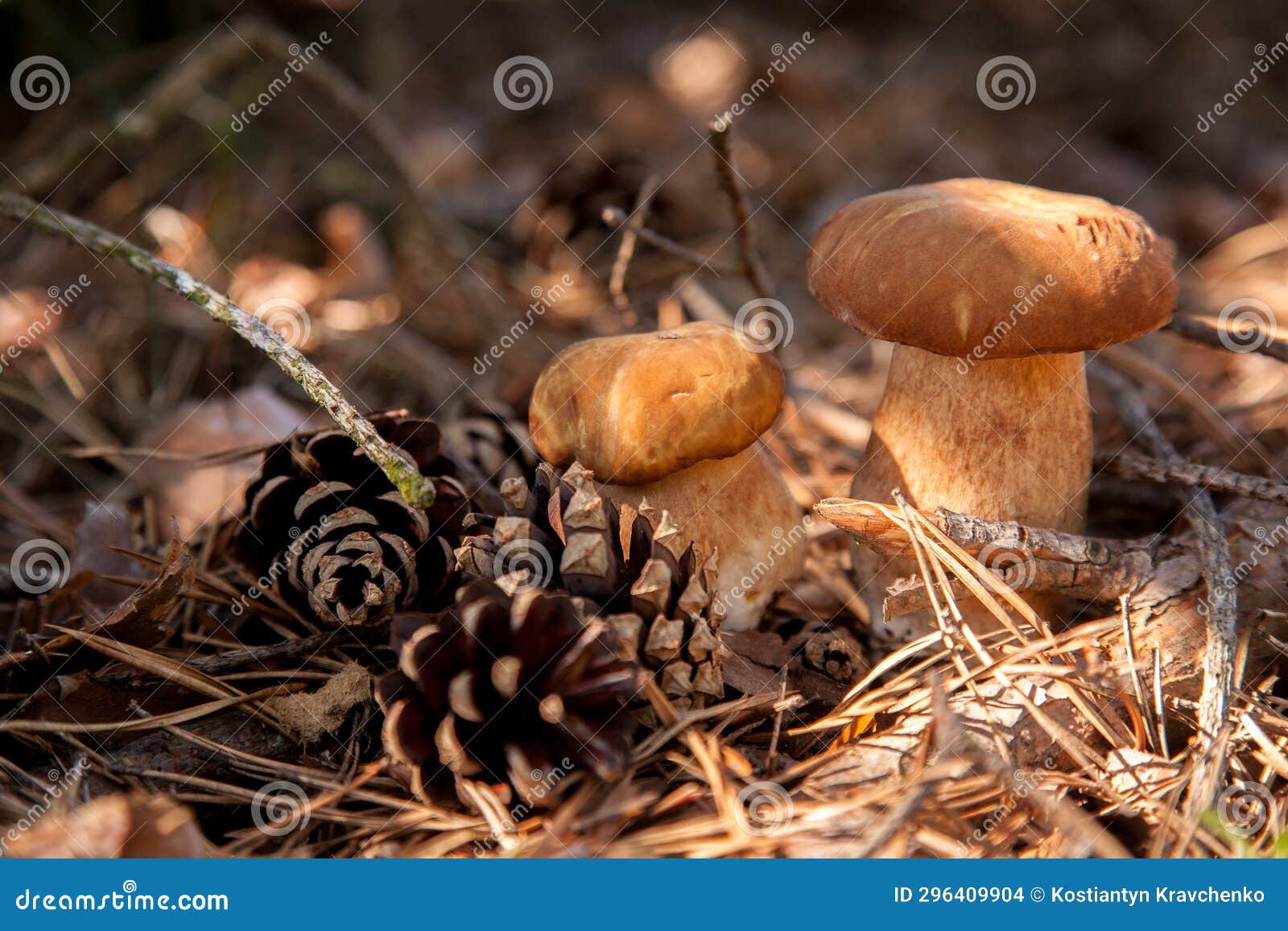 two porcini mushrooms in pine tree forest at autumn season