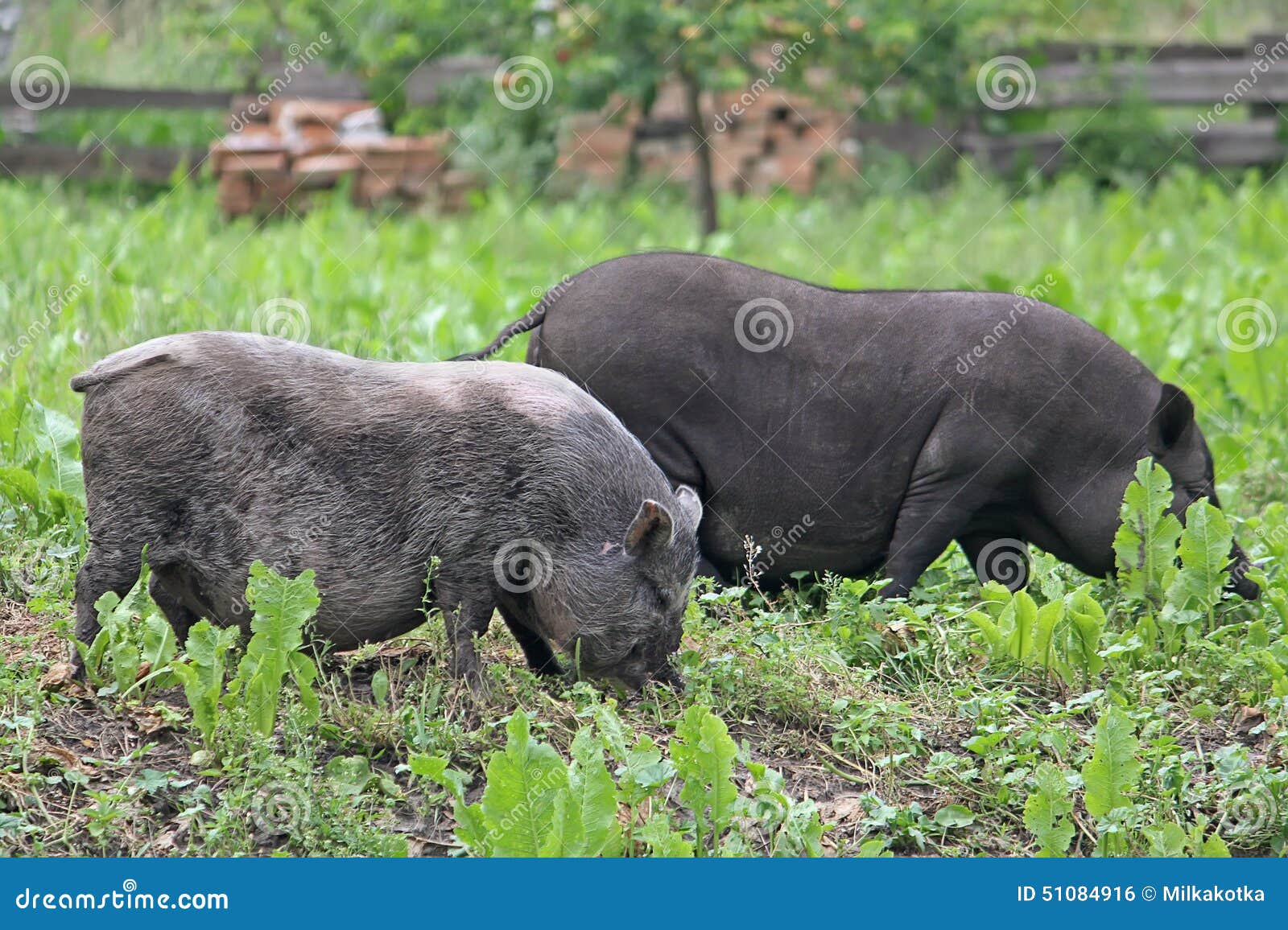 two pot-bellied pigs herbivores grazing in the meadow