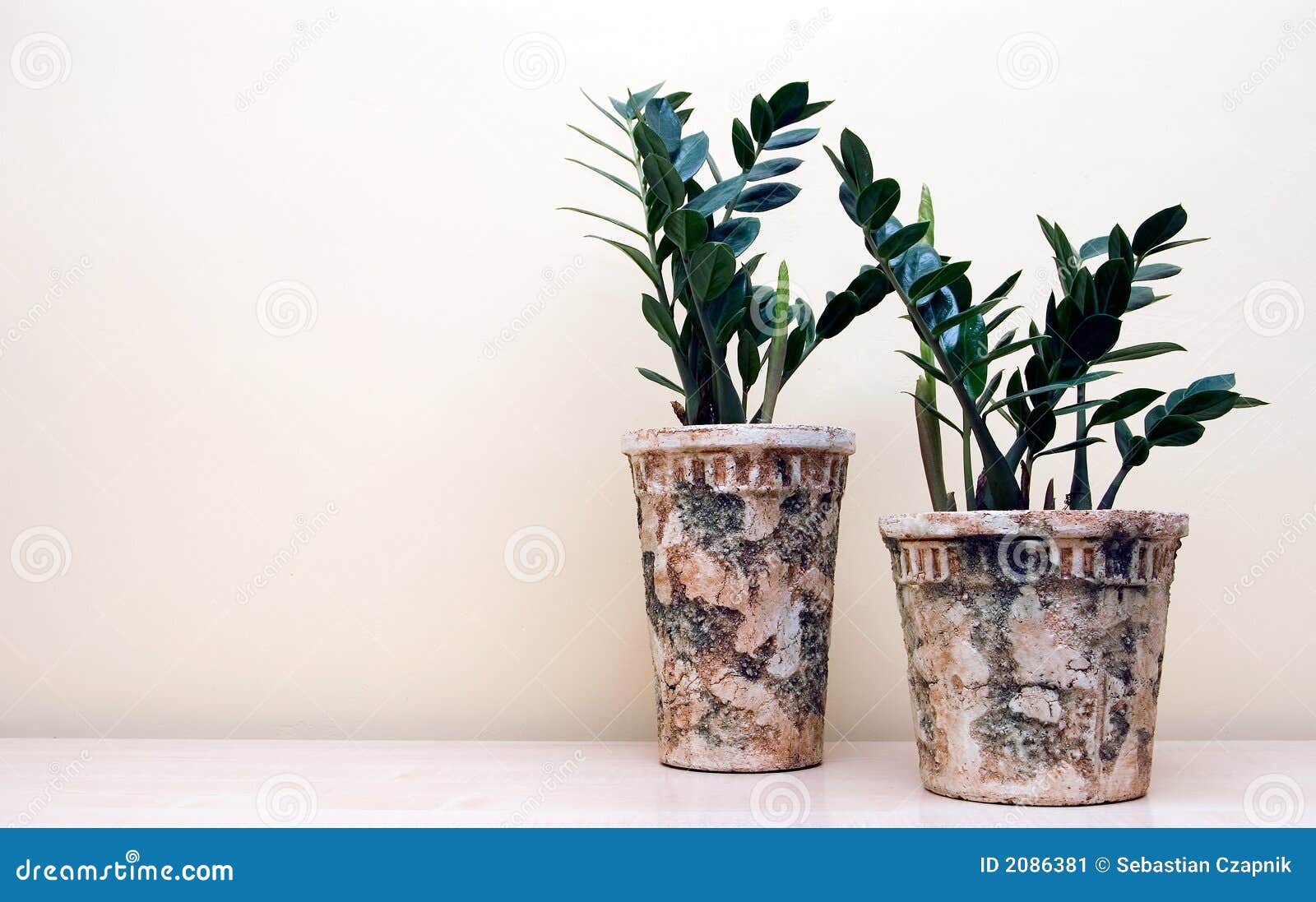 two pot plants